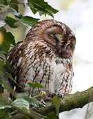 6140 Tawny Owl 04 Chris Gilbert, Ravenseye Gallery, Peak District, Photographs, Courses